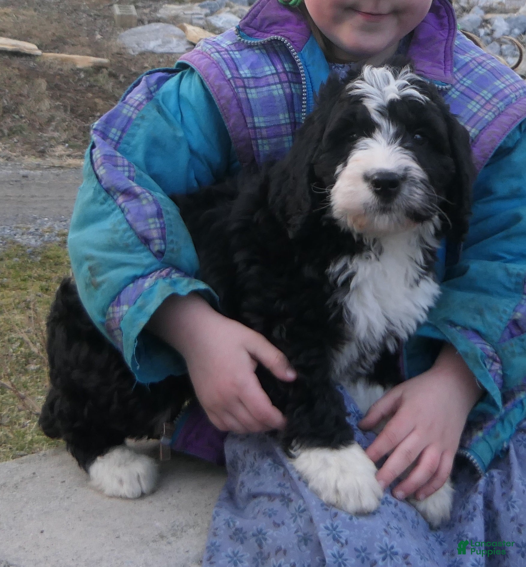 Mini Bernedoodle dogs Mini Bernedoodle Dylan - Ad 1