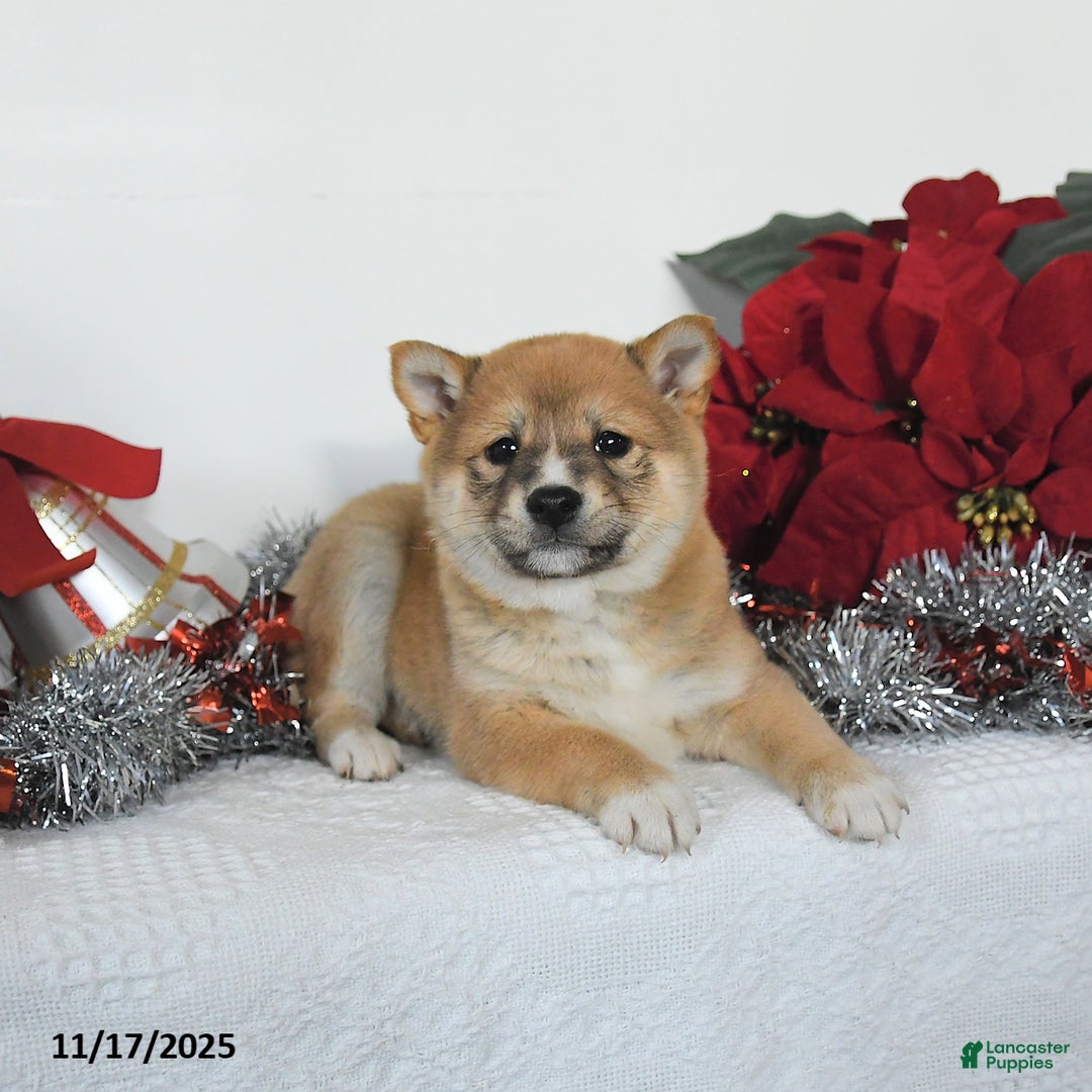 Shiba Inu dogs for sale: Ginger - Ad 4