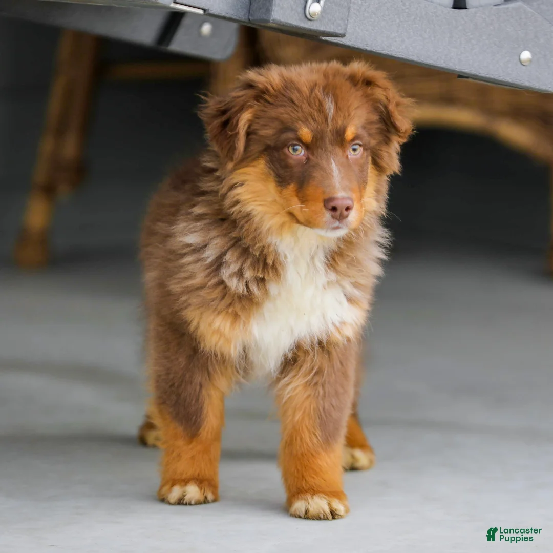 Australian Shepherd dogs for sale: Ozzy - Ad 6