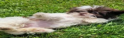 Shihpoo dogs for sale: Roxie - Ad 2