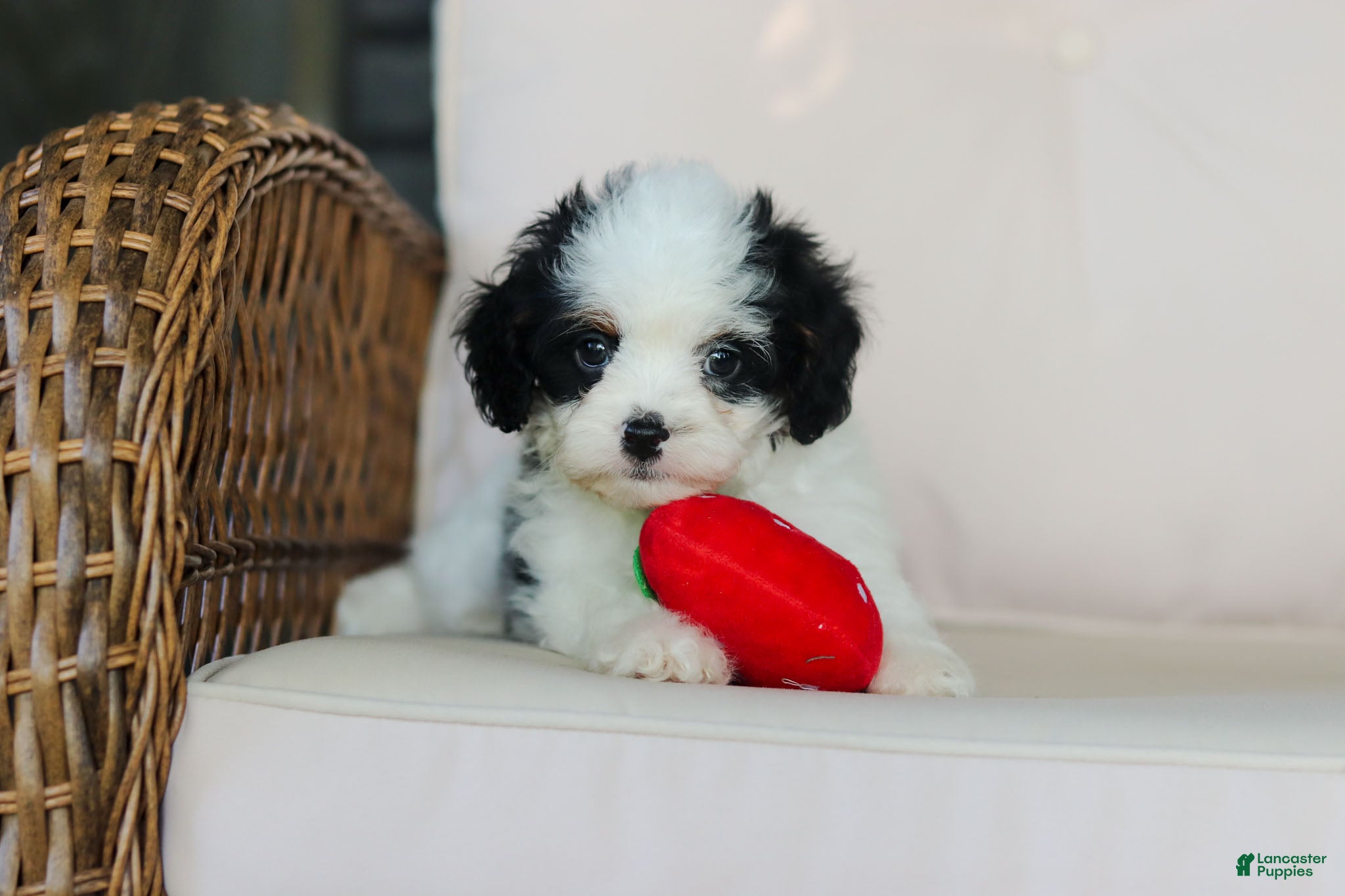 Cavapoo dogs Brady - Ad 2