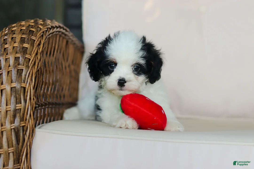 Cavapoo dogs for sale: Brady - Ad 2