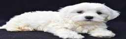 Malshi dogs for sale: Jewel - Ad 6