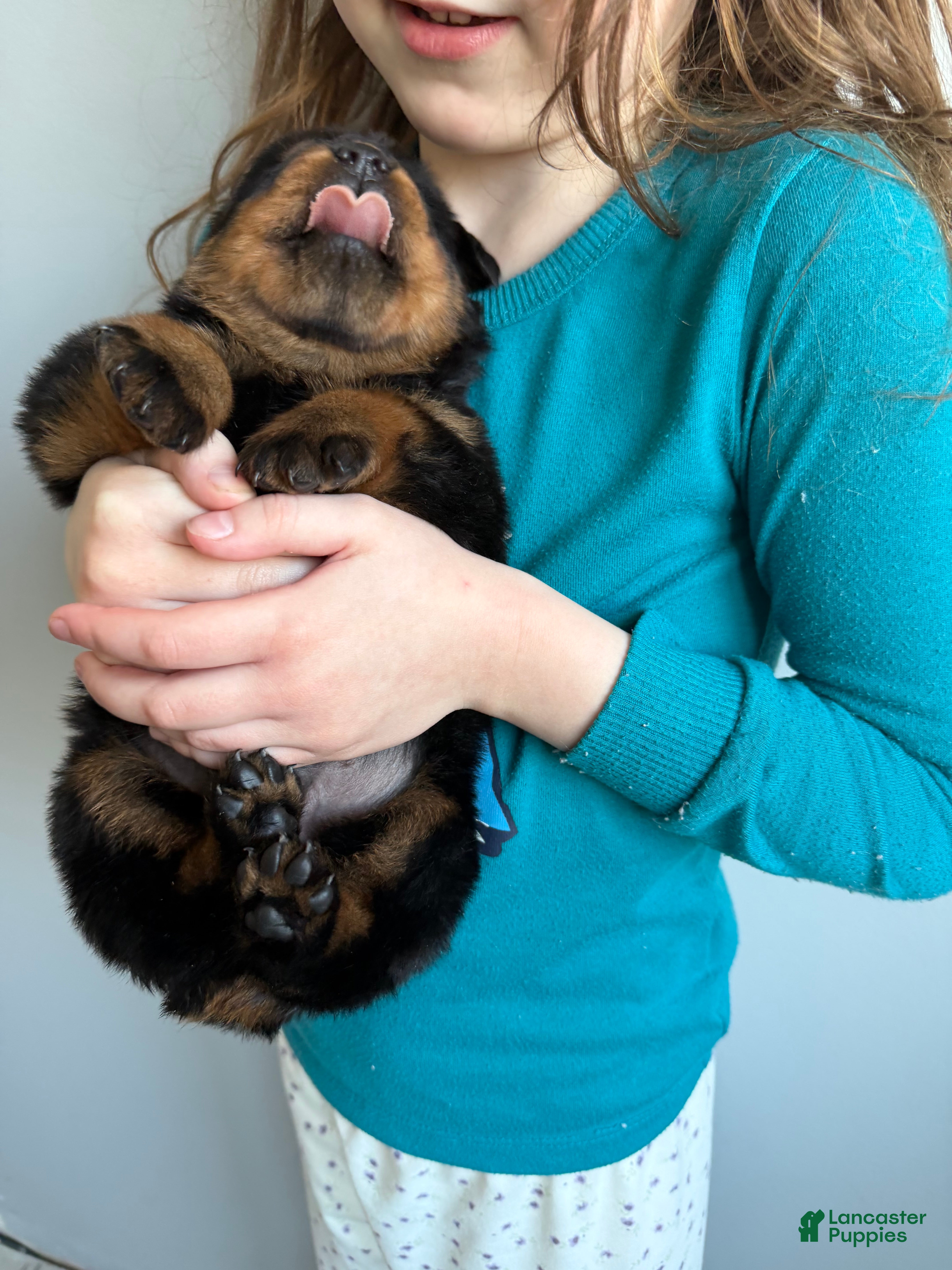 Rottweiler dogs Bear - Ad 2