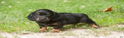 Miniature Dachshund dogs for sale: Adalyn Miniature Dachshund  - Ad 9
