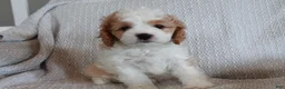 Cavapoo dogs for sale: Tank - Ad 2