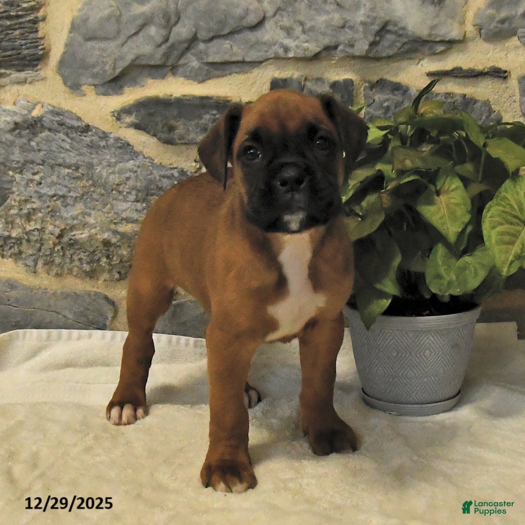 Boxer dogs for sale: Carlos - Ad 2