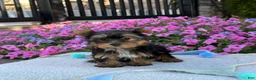 Yorkshire Terrier dogs for sale: Indie - Ad 8