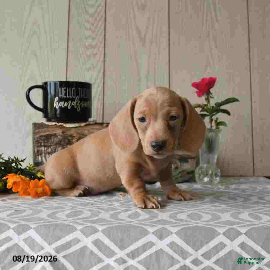 Miniature Dachshund dogs Rex - Ad 2