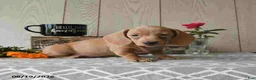 Miniature Dachshund dogs for sale: Rex - Ad 12