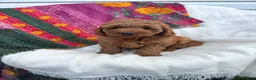 Mini Goldendoodle dogs for sale: Hermione  - Ad 8