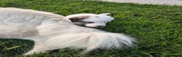Great Pyrenees dogs for sale: Spot - Ad 4