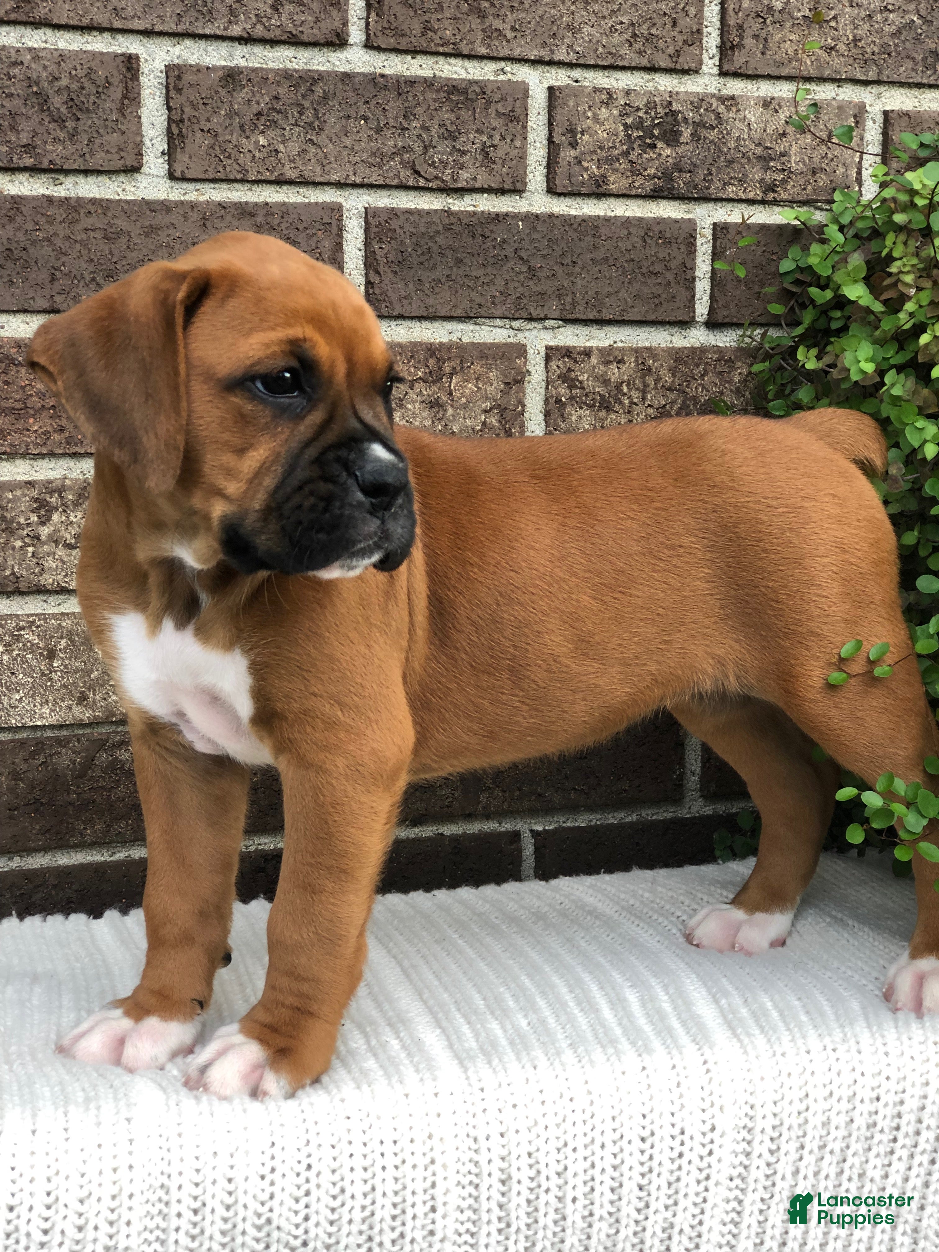 Boxer dogs Pumpkin - Ad 1