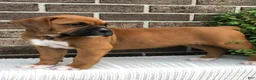 Boxer dogs for sale: Pumpkin - Ad 1