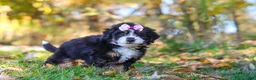 Mini Bernedoodle dogs for sale: Olivia - Ad 4
