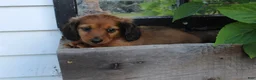 Miniature Dachshund dogs for sale: Miniature Dachshund 6 - Ad 2