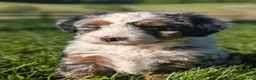 Bernedoodle dogs for sale: Shiloh  - Ad 3