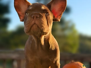 French Bulldog dogs Macho - Ad 39