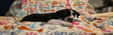 Great Dane 2