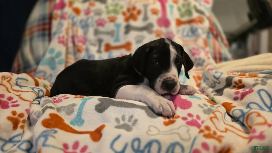 Great Dane dogs for sale: Great Dane 2 - Ad 1