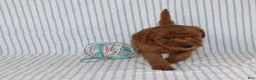 Mini Goldendoodle dogs for sale: Marvin - Ad 3