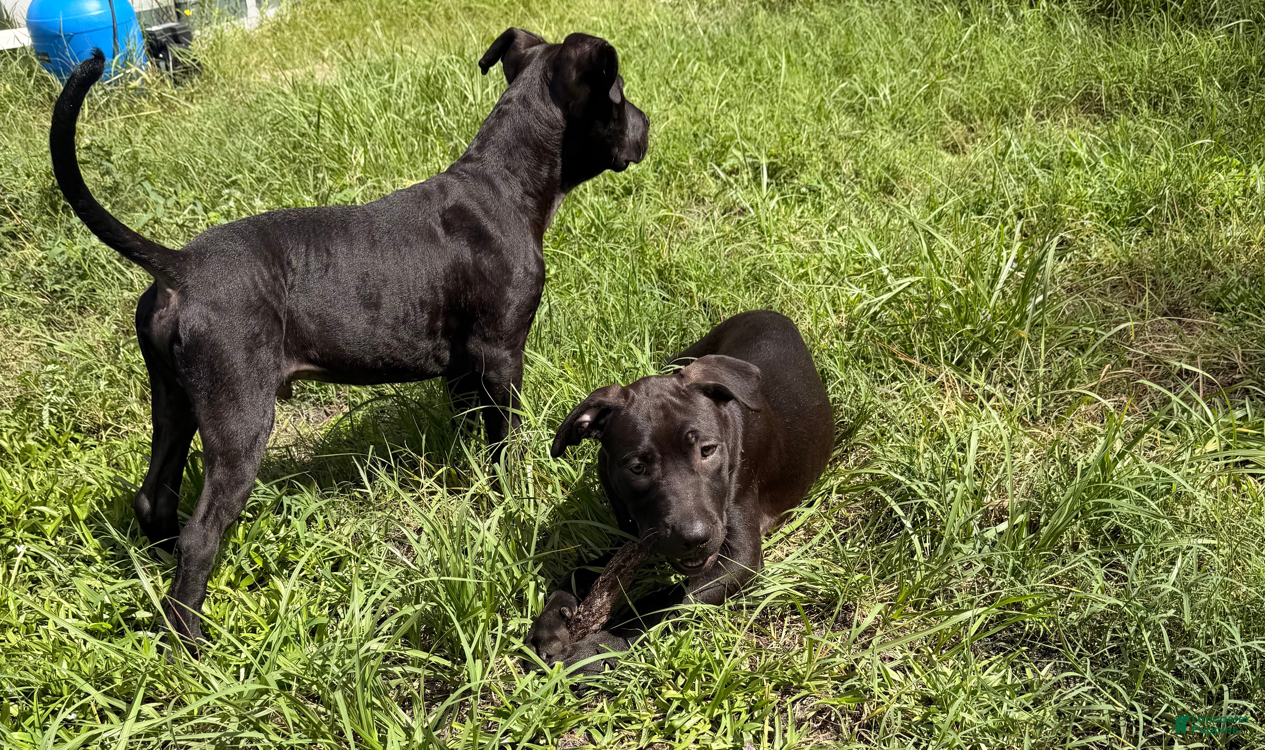Mixed Breed dogs Patrick - Ad 30