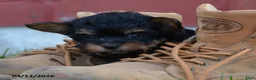 Yorkiepoo dogs for sale: Jobe - Ad 3