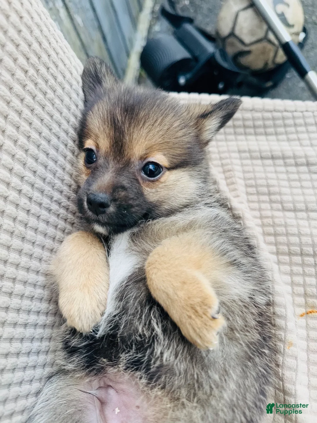 Mixed Breed dogs for sale: Mixed Breed 4 - Ad 1