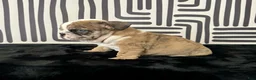 English Bulldog dogs for sale: Rambo - Ad 7