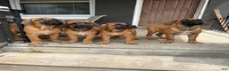 South African Boerboels dogs for sale: LGK ASHUR - Ad 3