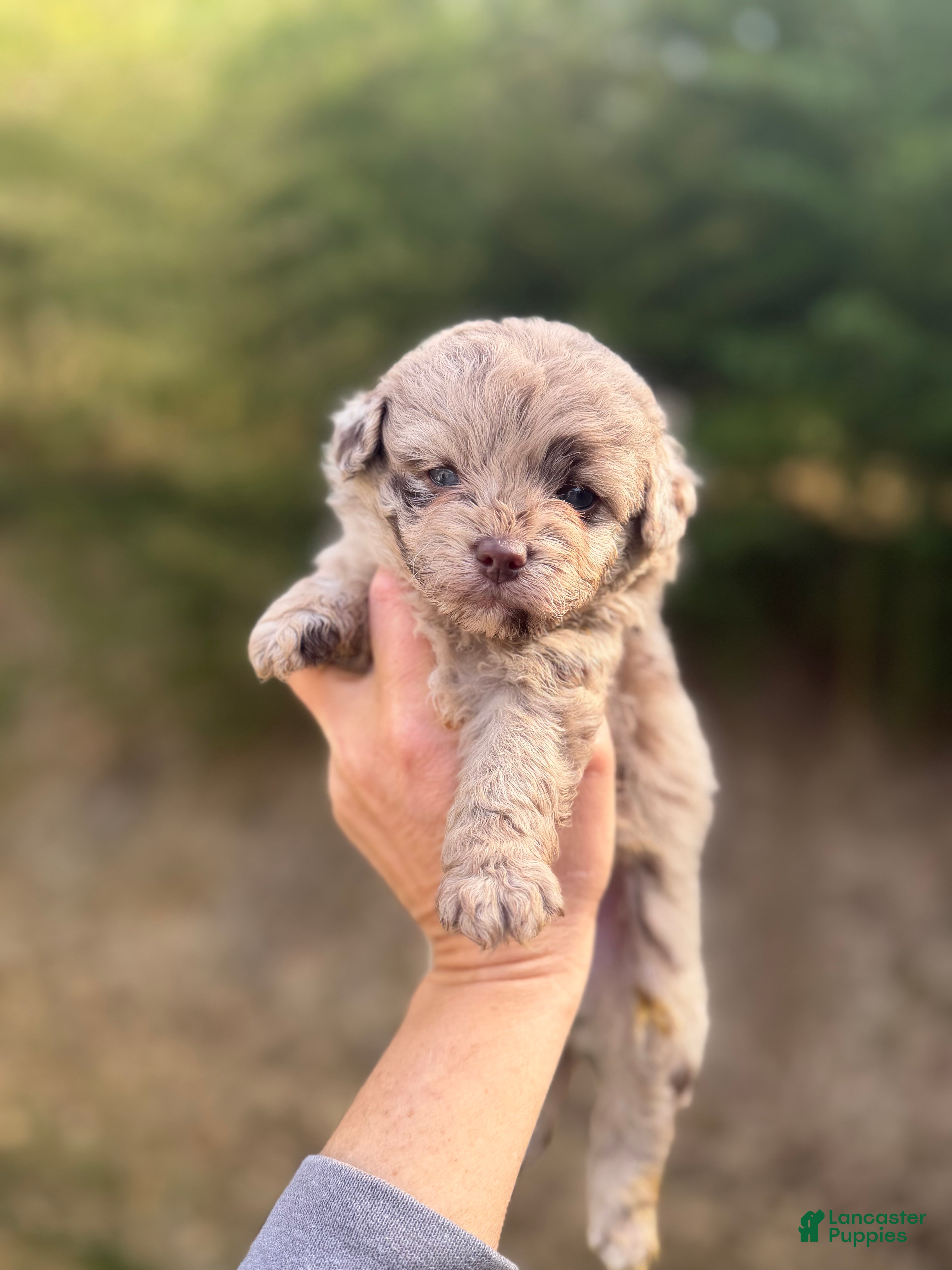 Pomapoo dogs Pomapoo Puppy 2 - Ad 1