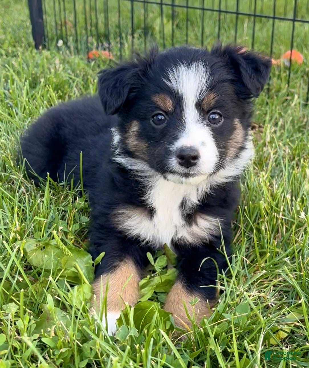 Australian Shepherd dogs for sale: Lucy  - Ad 1