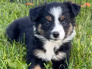 Australian Shepherd dogs for sale: Lucy - Ad 1