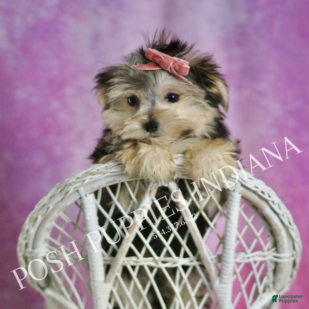 Morkie dogs for sale: Sanoma  - Ad 8