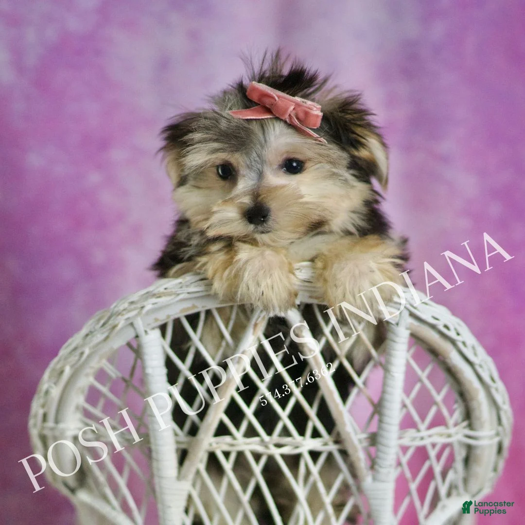 Morkie dogs for sale: Sanoma  - Ad 8