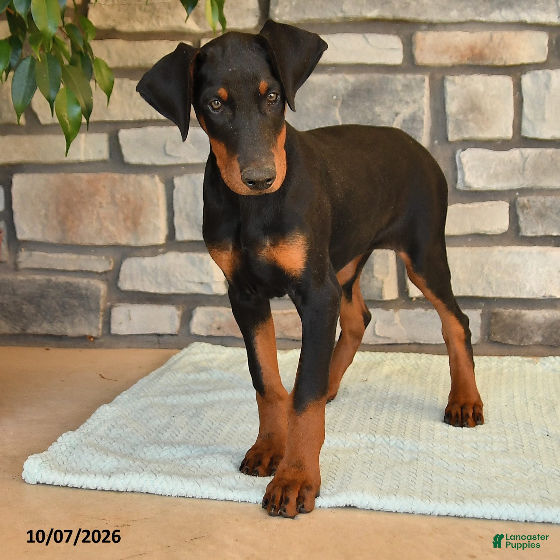 Doberman Pinscher dogs Asia - Ad 2
