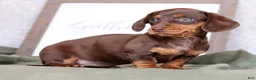 Miniature Dachshund dogs for sale: Dahlia - Ad 9