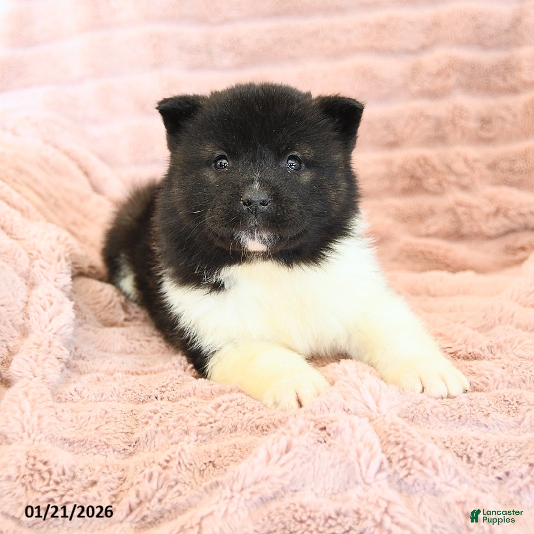 Akita dogs for sale: Flame - Ad 3
