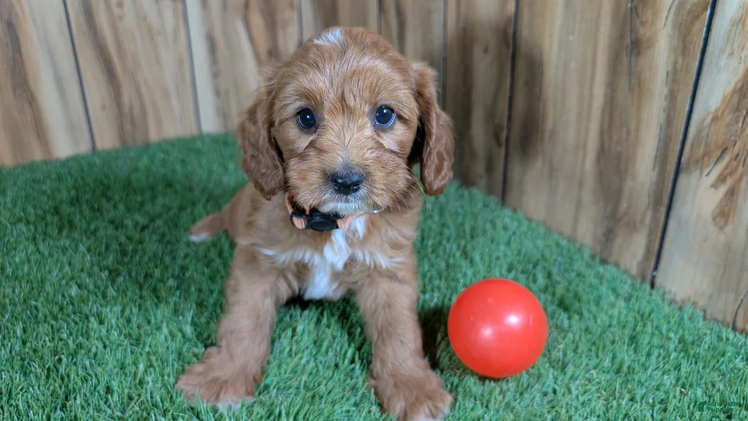 Cavapoo dogs for sale: Jazzy Boy 6 - Ad 2