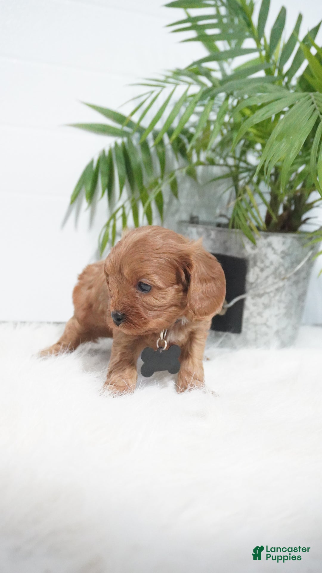 Cavapoo dogs for sale: Brock - Ad 3