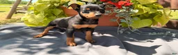 Miniature Pinscher dogs for sale: Indian  - Ad 3