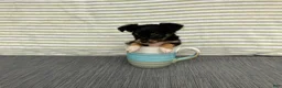 Chihuahua dogs for sale: Bodie - Ad 6