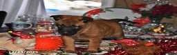 Belgian Malinois dogs for sale: Ivy - Ad 3