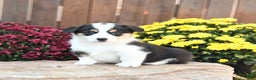 Welsh Corgi Pembroke dogs for sale: Honey - Ad 1