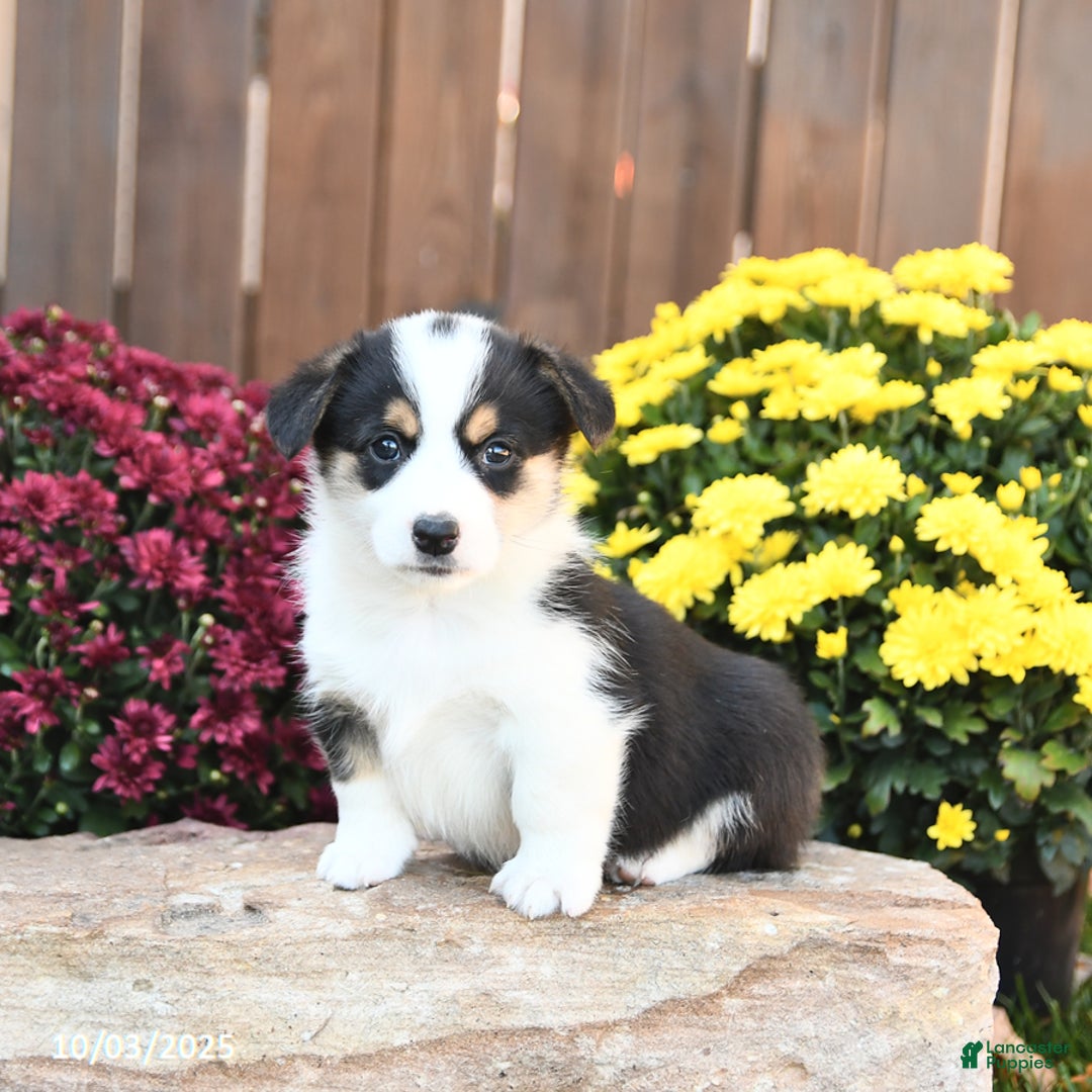 Welsh Corgi Pembroke dogs for sale: Honey - Ad 1