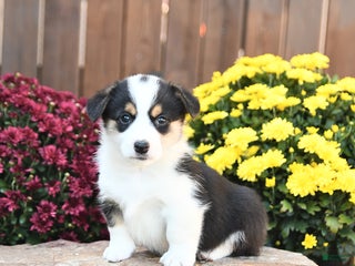 Welsh Corgi Pembroke dogs for sale: Honey - Ad 1