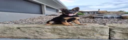 German Shepherd dogs for sale: Karl - Ad 15