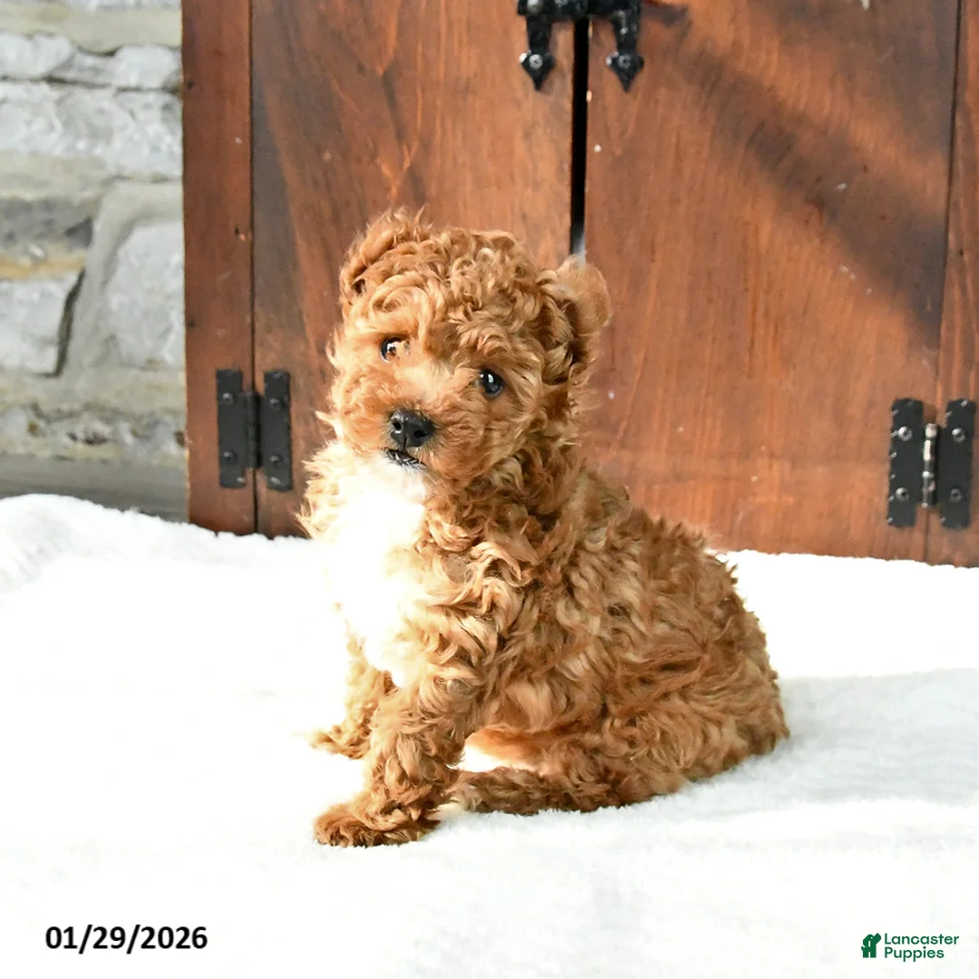 Toy Poodle dogs for sale: Cinnamon - Ad 3