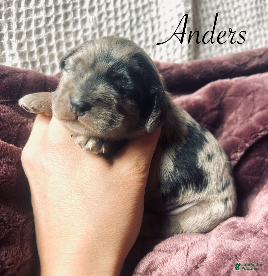 Cocker Spaniel dogs for sale: Anders - Ad 4