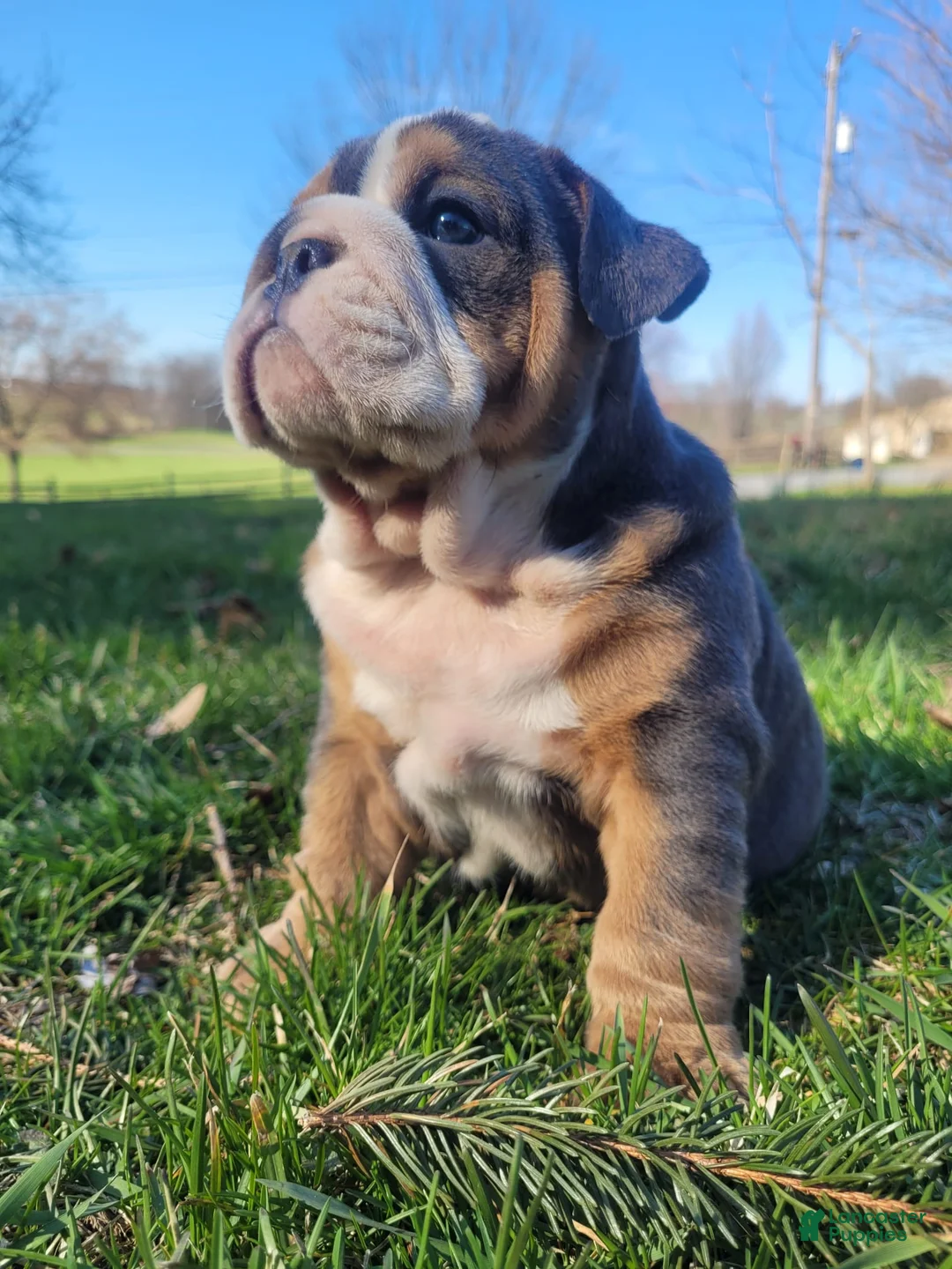 English Bulldog dogs for sale: Buck - Ad 1